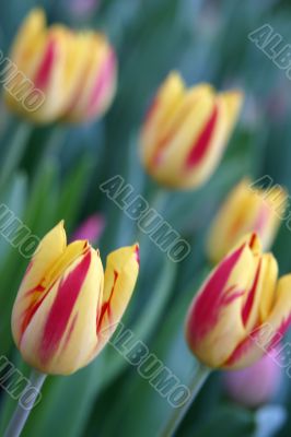 The Tulip.