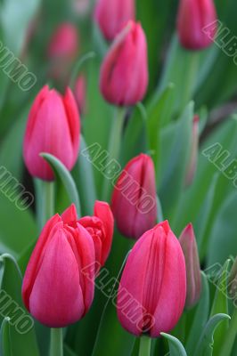 The Tulip.
