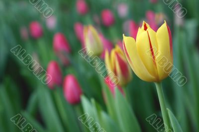 The Tulip.