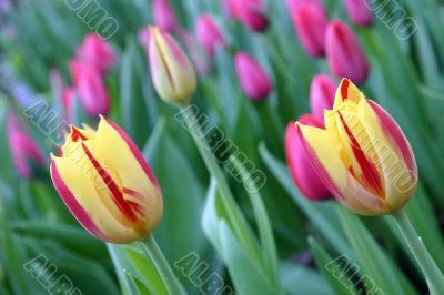 The Tulip.