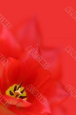 The Tulip.