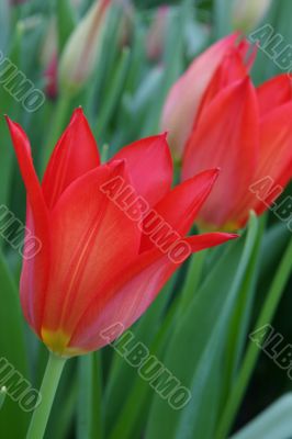 The Tulip.