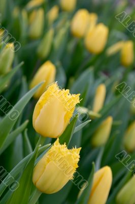 The Tulip.