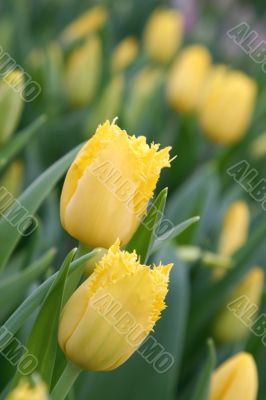 The Tulip.