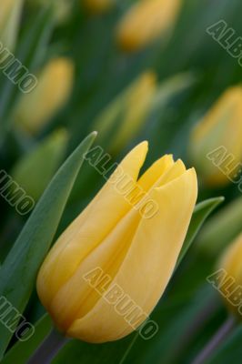 The Tulip.