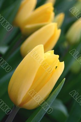 The Tulip.