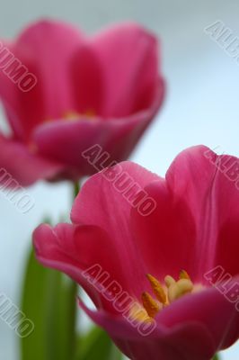 The Tulip.
