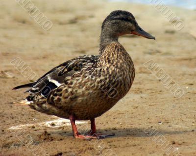 The Duck.