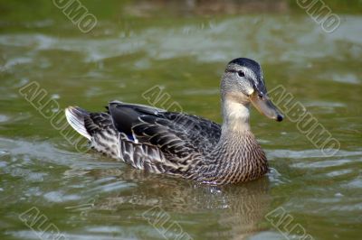 The Duck.
