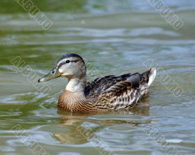 The Duck.