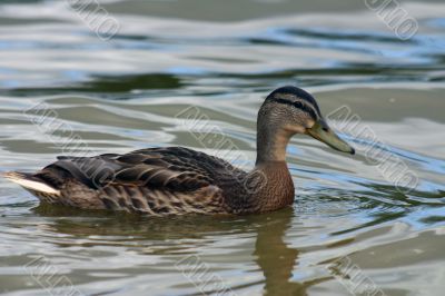 The Duck.
