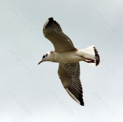 The Sea gull.