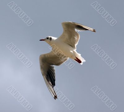 The Sea gull.
