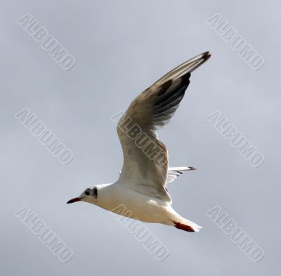 The Sea gull.