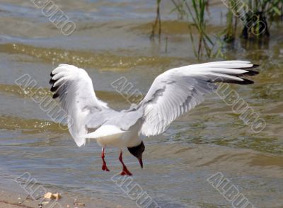 The Sea gull.