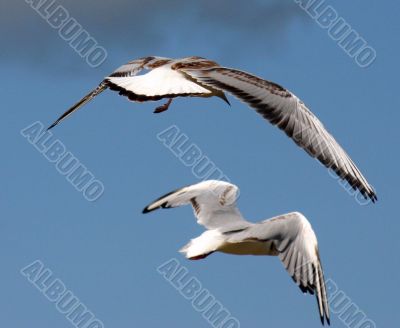 The Sea gull.