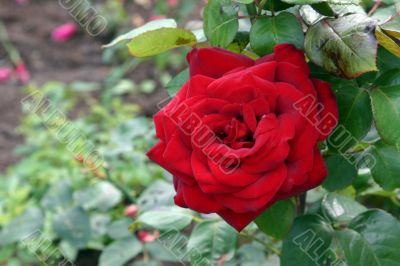 The Red rose.