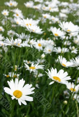 The White daisywheels.