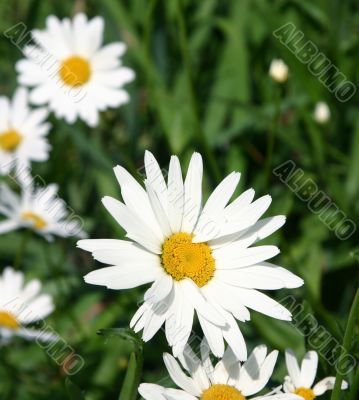 The White daisywheels.