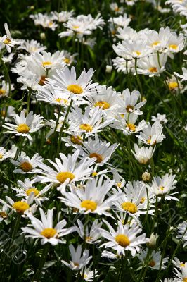 The White daisywheels.