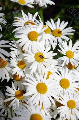 The White daisywheels.