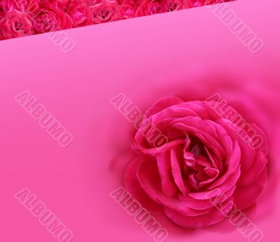 The Red rose.