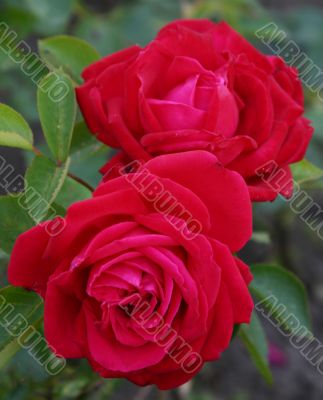 The Red rose.