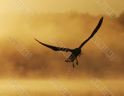 The Sea gull.