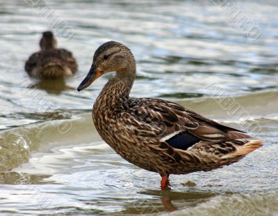 The Duck.