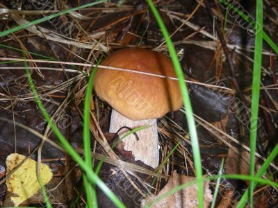 Cep