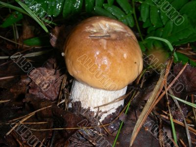 Cep
