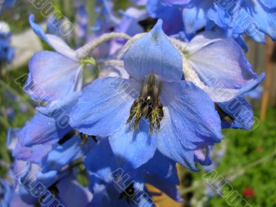 Flower]