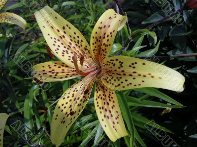 Flower