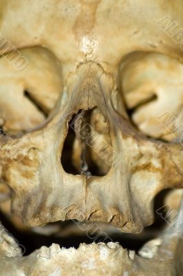 skull detail