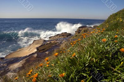wild flowers