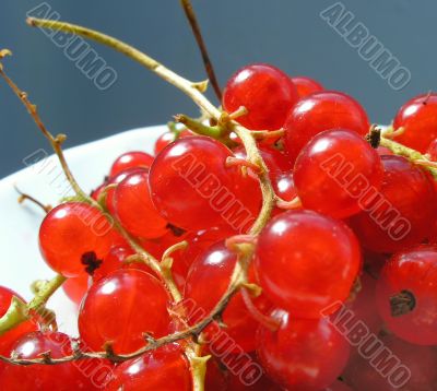 Red berries