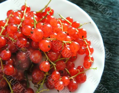 Berries of red currant