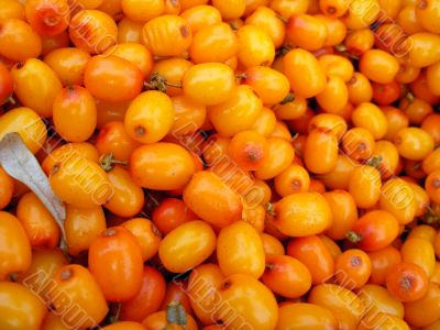 Hippophae rhamnoides berries