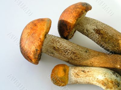 Mushrooms aspen mushrooms