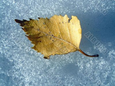 Autumn leaf on snow