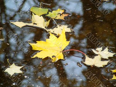 Autumn leaves in water
