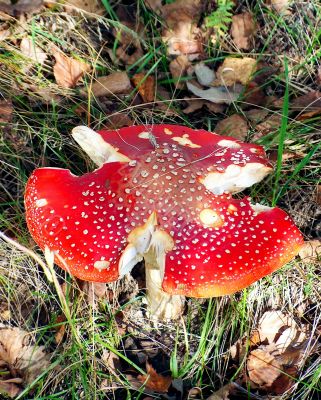 Beautiful  toadstool