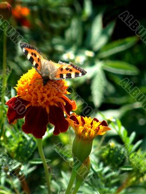 Butterfly on flower