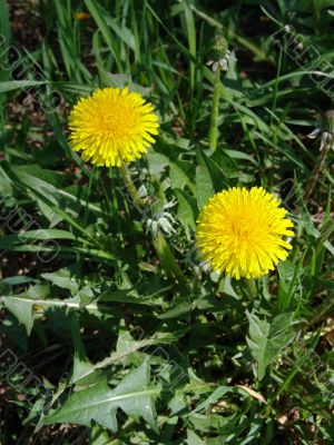 Flowers dandelions