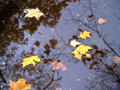 Autumn leaves in water