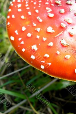 Red mushroom