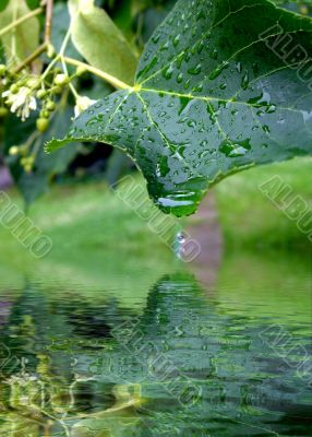 Drops of rain after rain