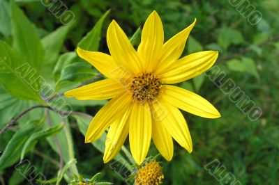 Yellow flower