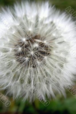 Fluffy dandelion