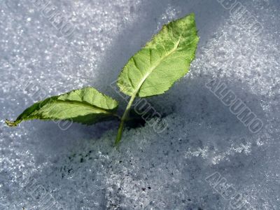 Green leaves in snow
